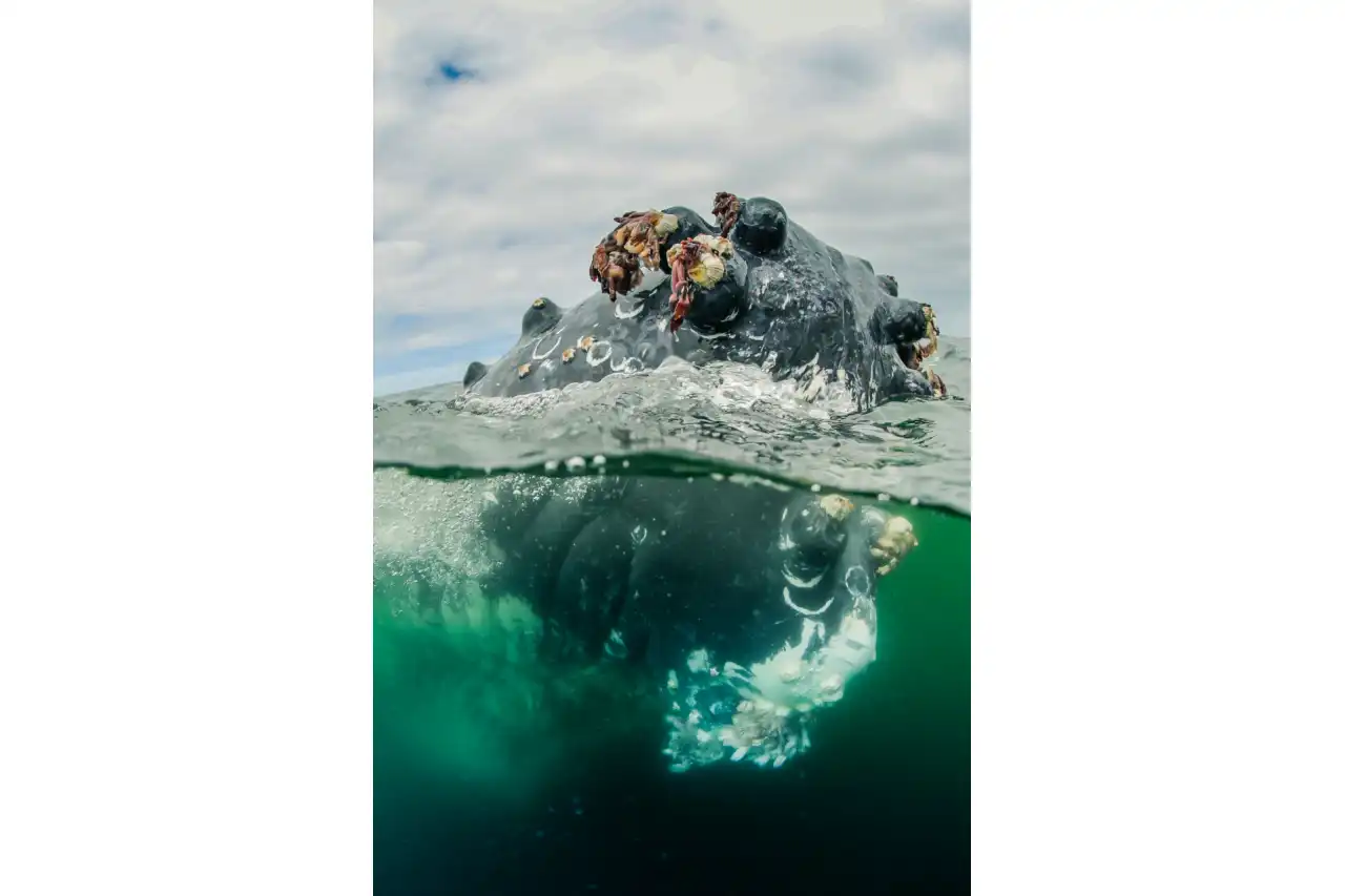 Atlantic Ocean Safaris