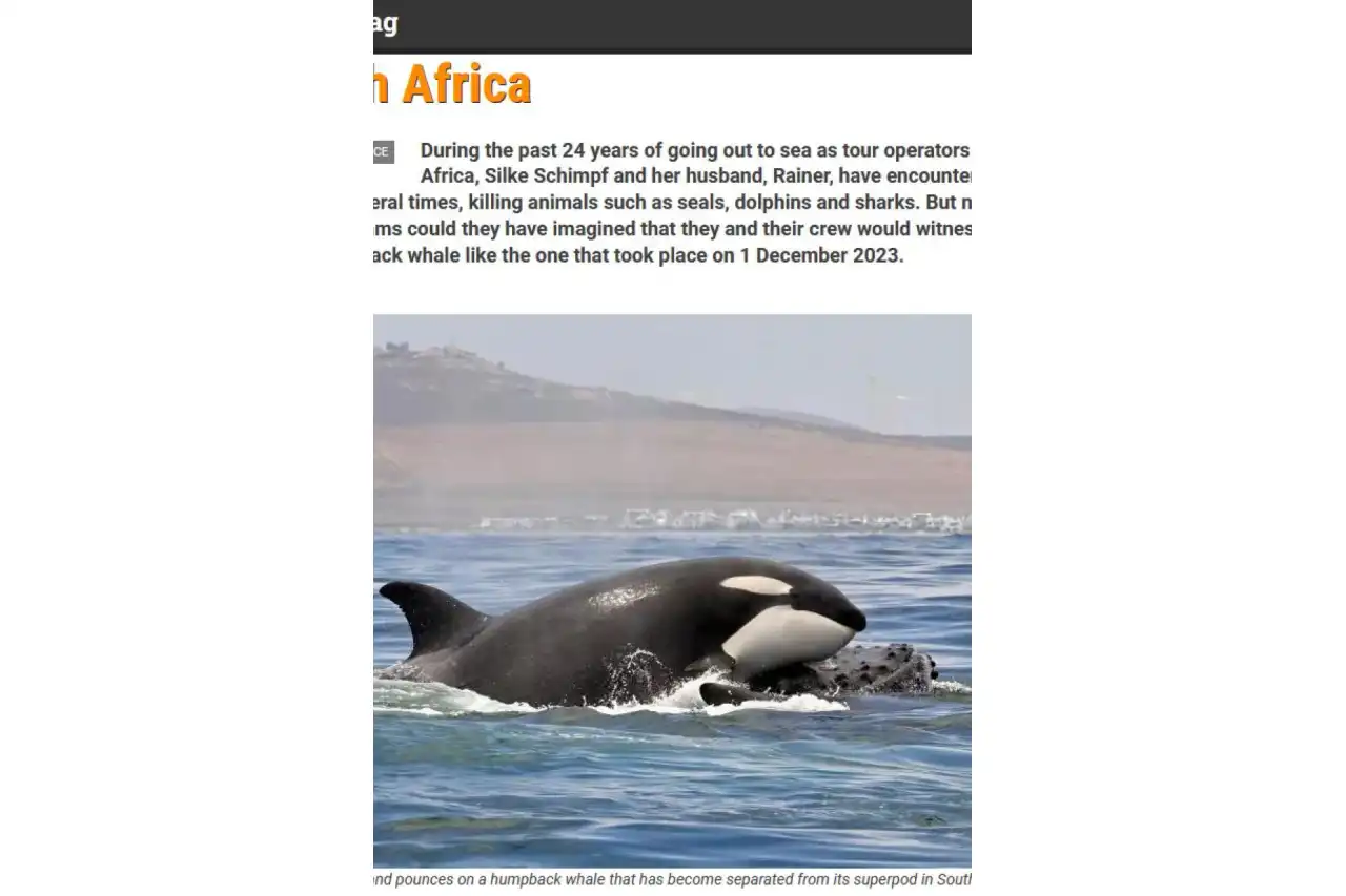 Atlantic Ocean Safaris