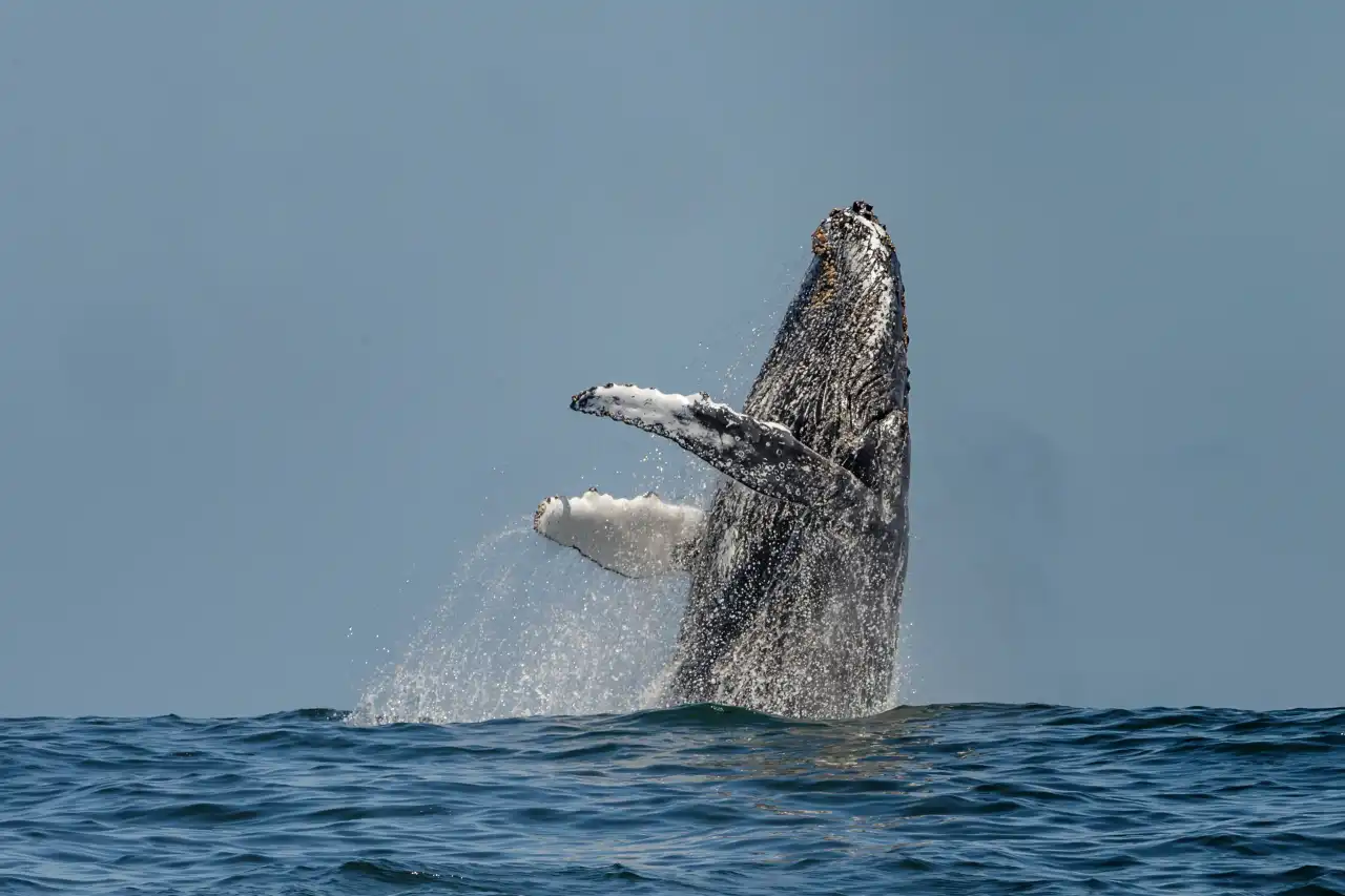 Atlantic Ocean Safaris