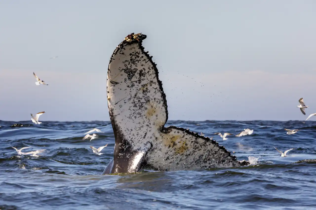 Atlantic Ocean Safaris