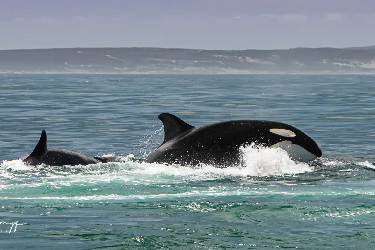 Atlantic Ocean Safaris
