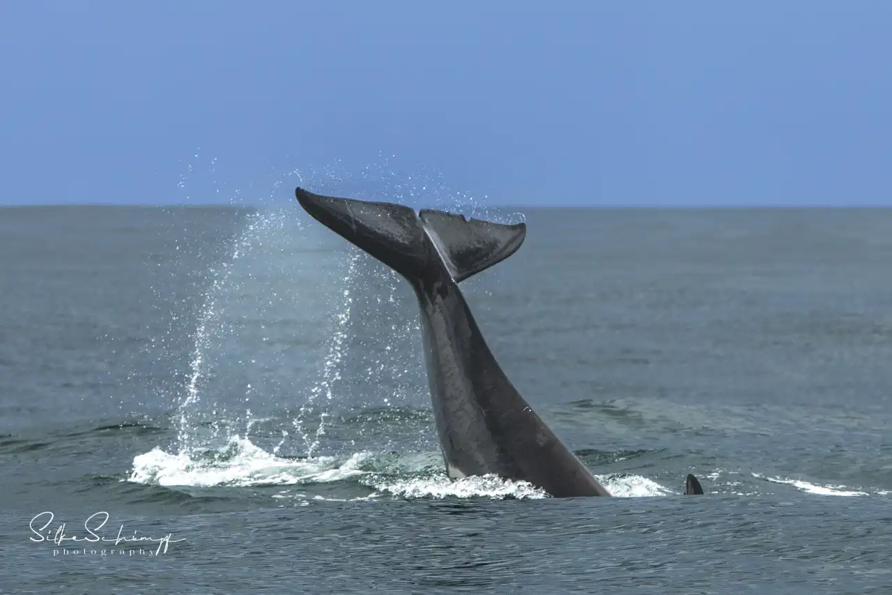 Atlantic Ocean Safaris