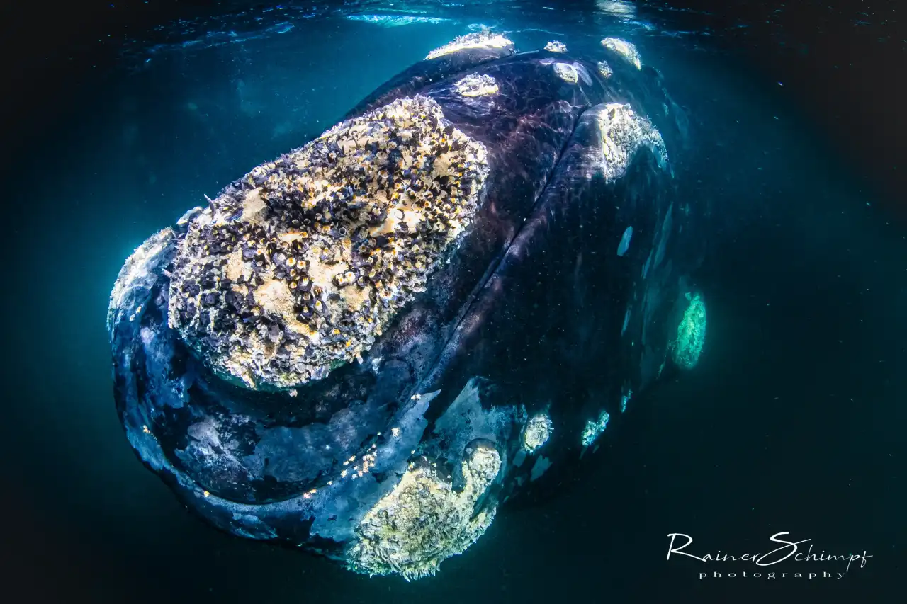 Atlantic Ocean Safaris