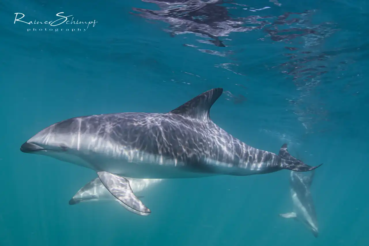 Atlantic Ocean Safaris