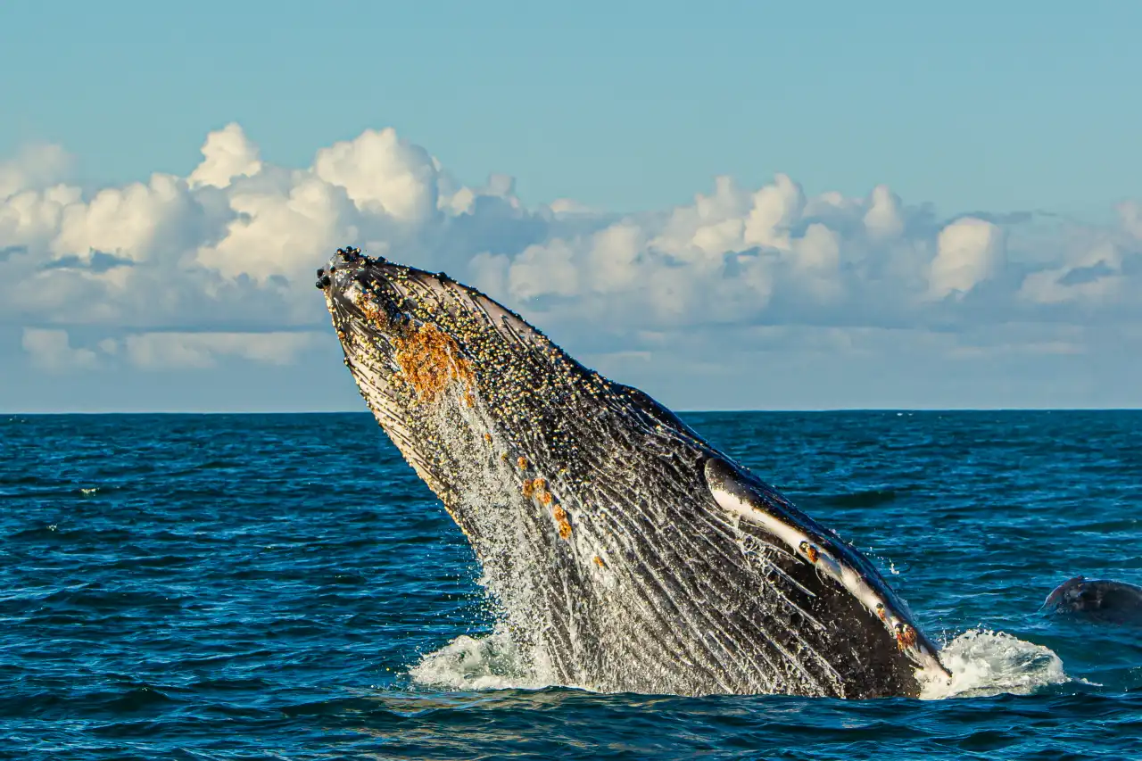 Atlantic Ocean Safaris