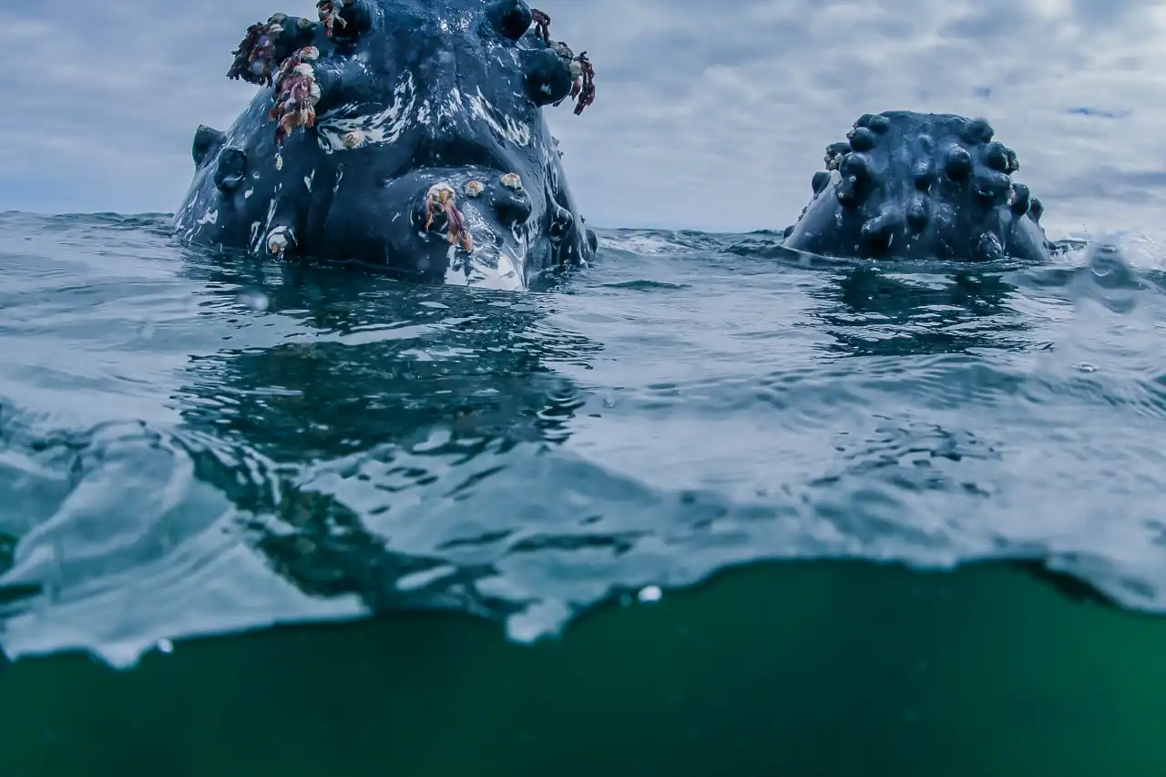 Atlantic Ocean Safaris