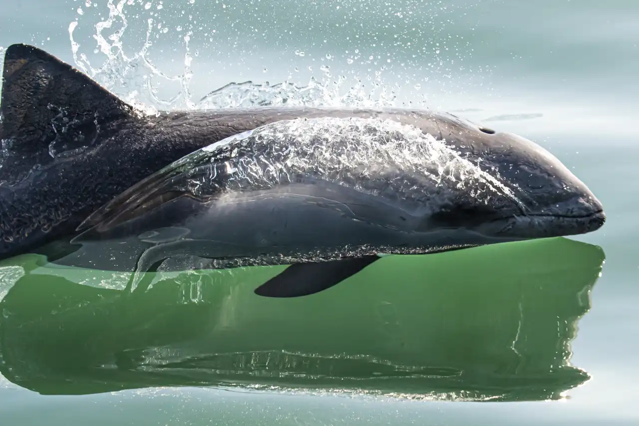 Atlantic Ocean Safaris