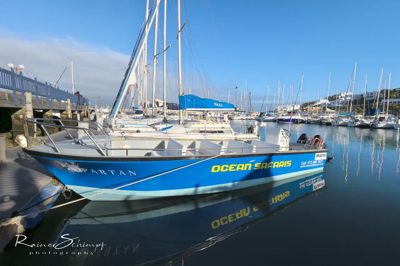 Atlantic Ocean Safaris