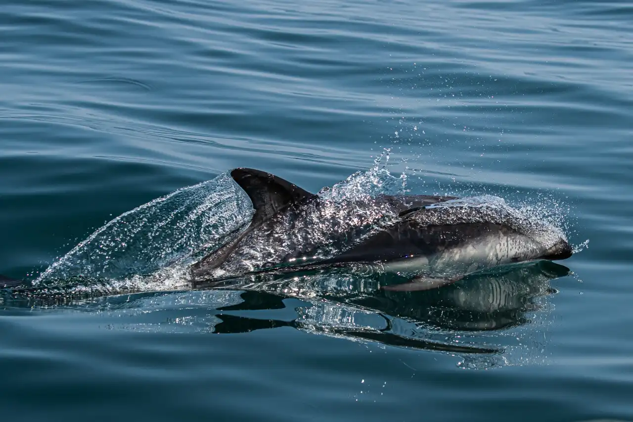 Atlantic Ocean Safaris
