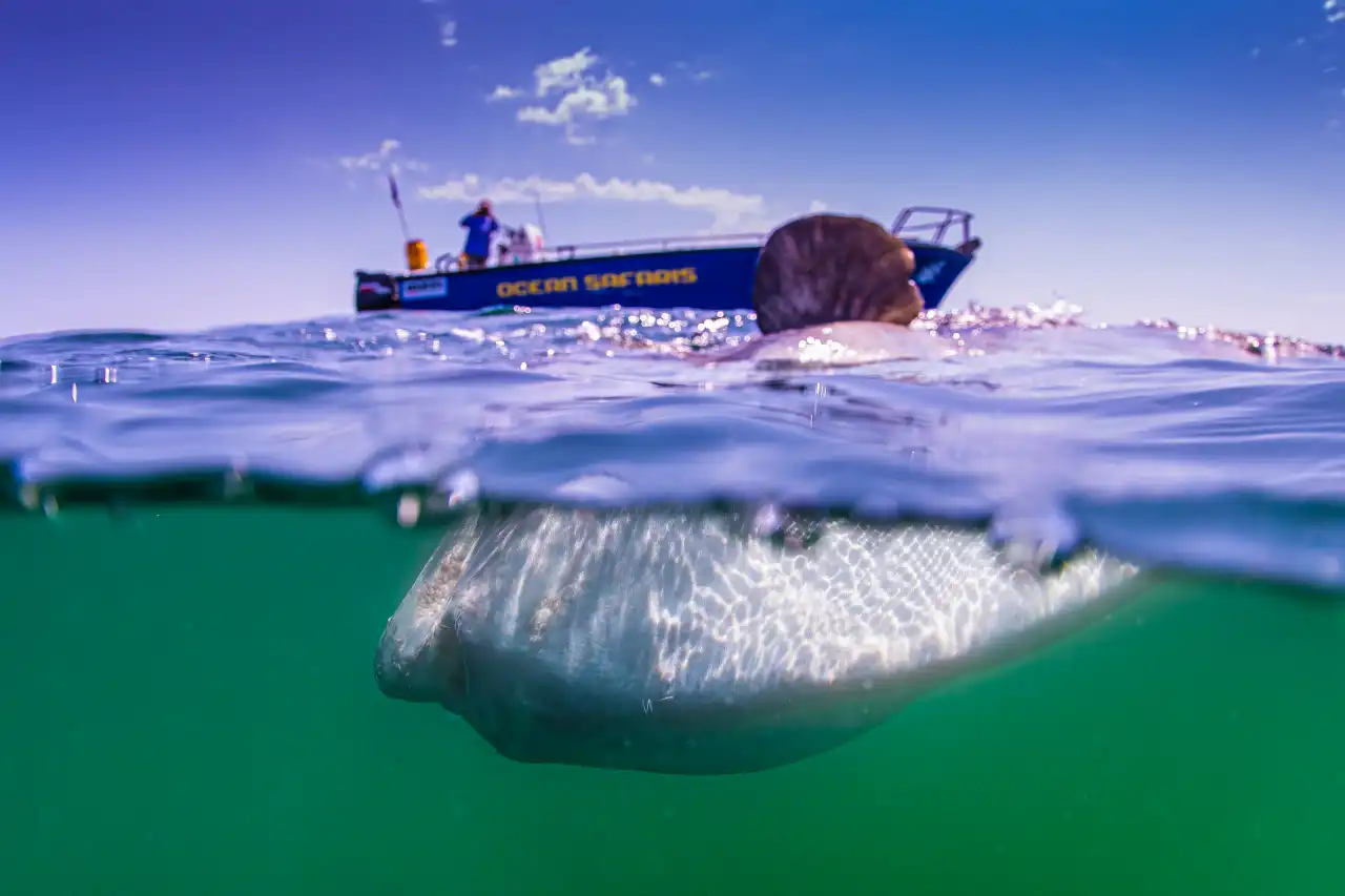 Atlantic Ocean Safaris