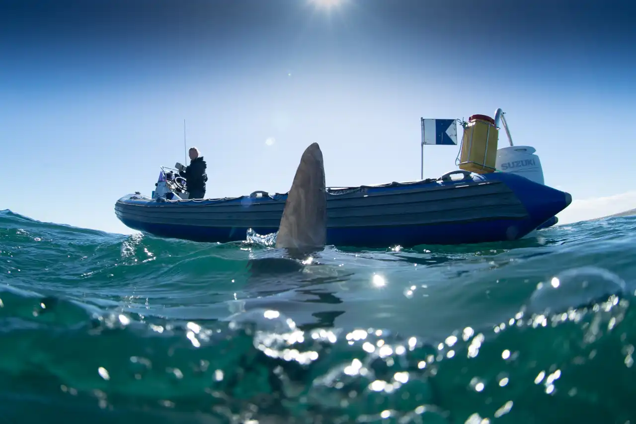 Atlantic Ocean Safaris