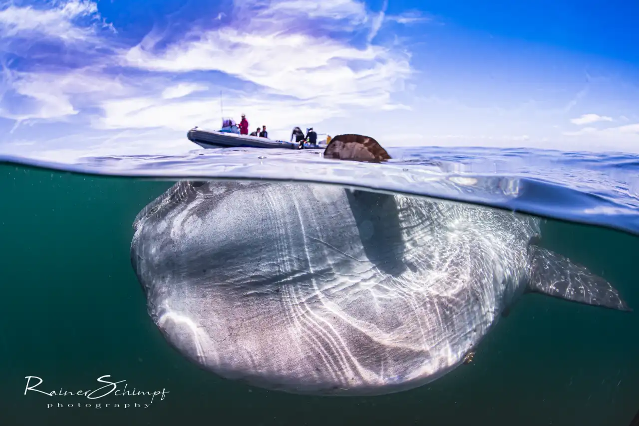 Atlantic Ocean Safaris