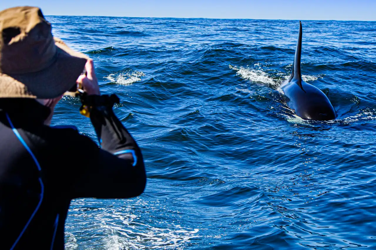 Atlantic Ocean Safaris