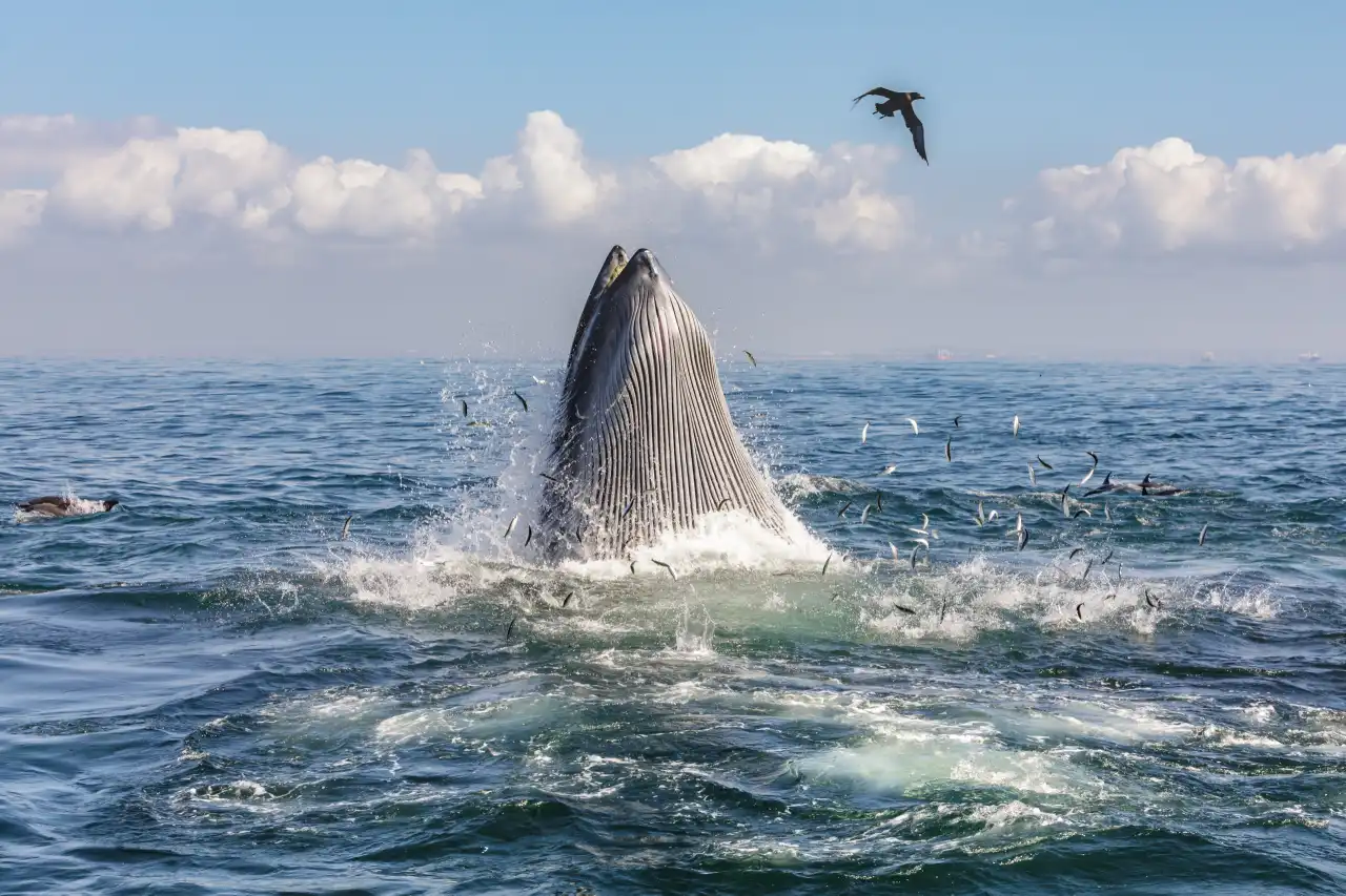 Atlantic Ocean Safaris