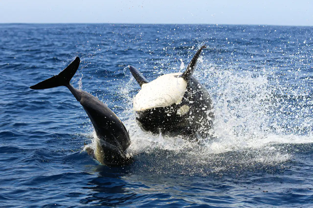 Atlantic Ocean Safaris