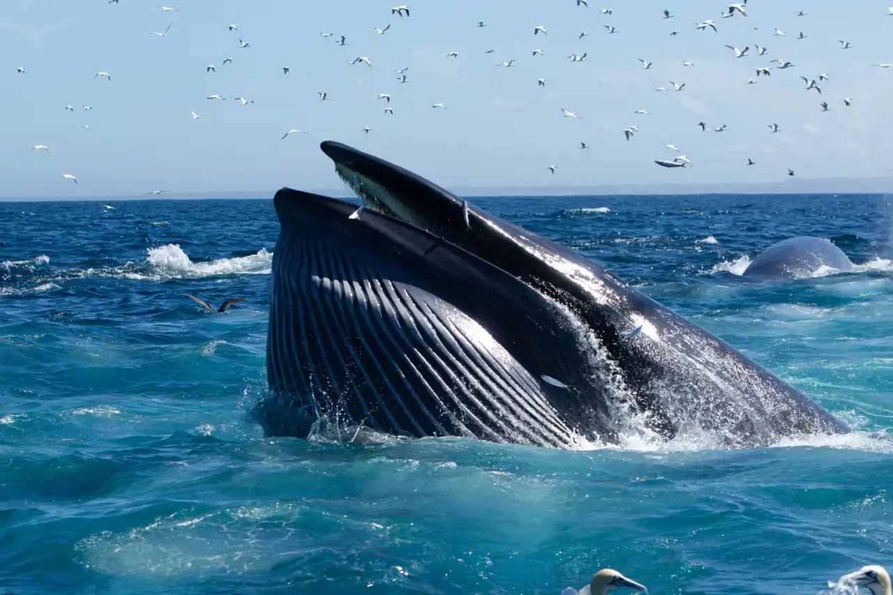 Atlantic Ocean Safaris