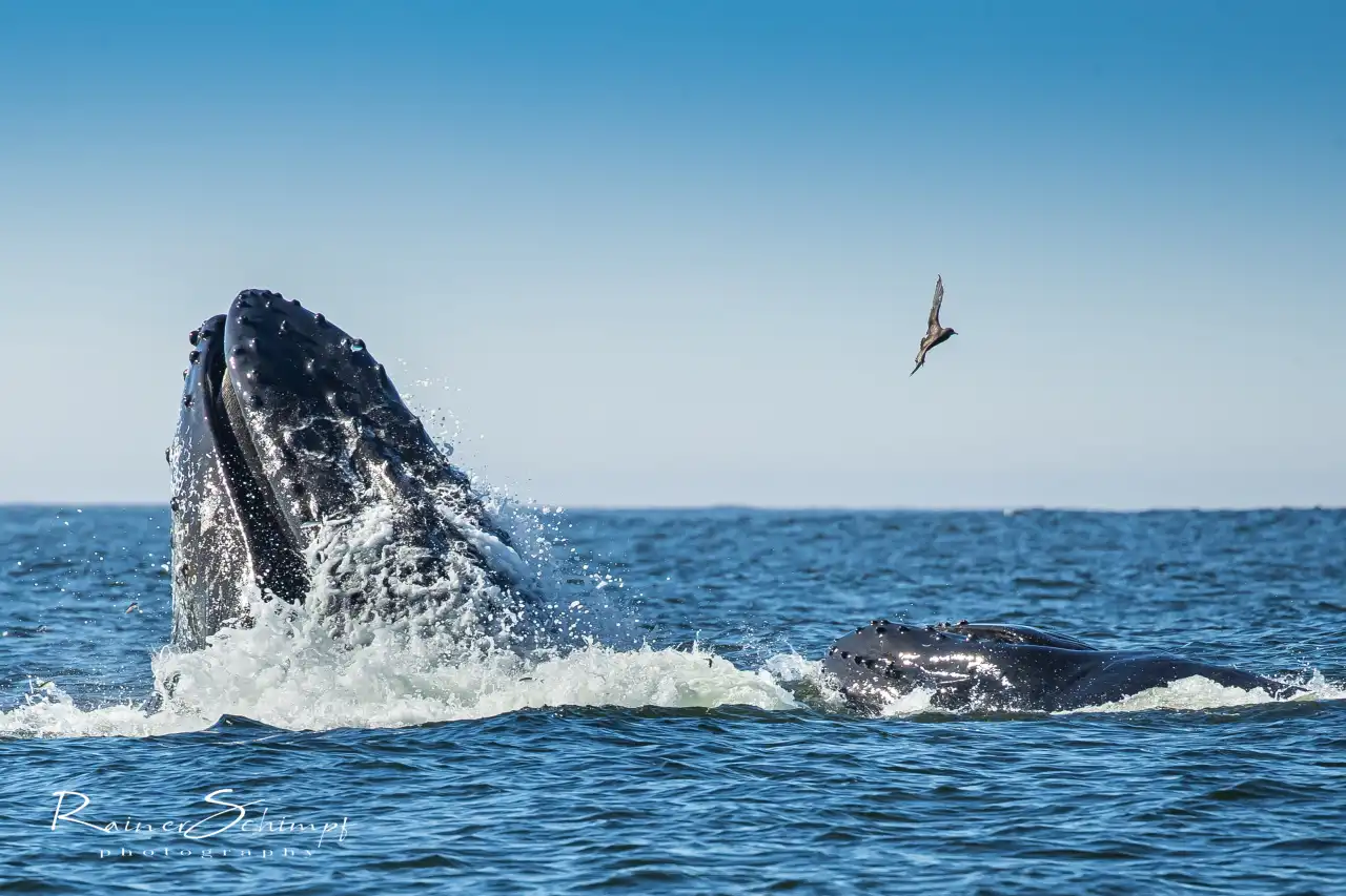 Atlantic Ocean Safaris