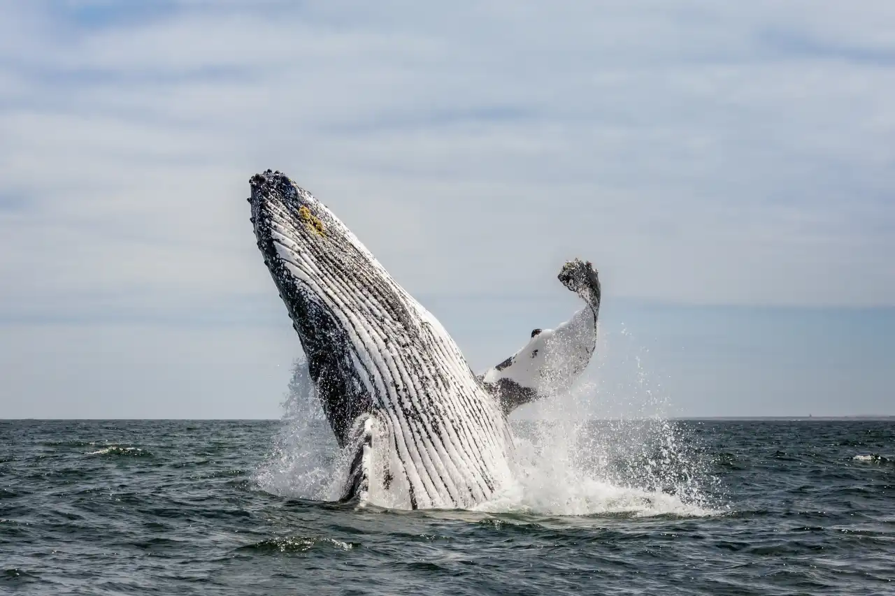 Atlantic Ocean Safaris