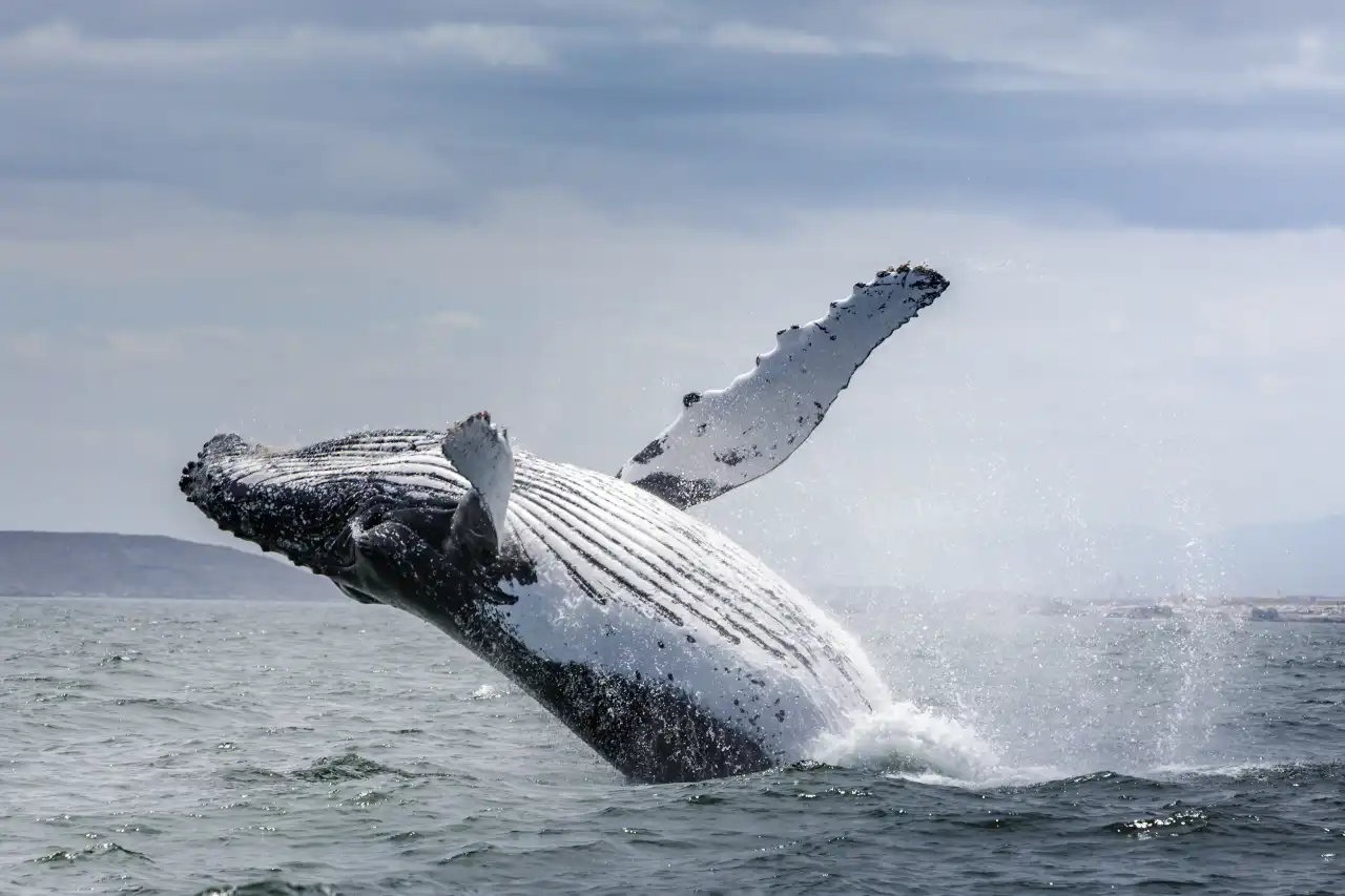 Atlantic Ocean Safaris